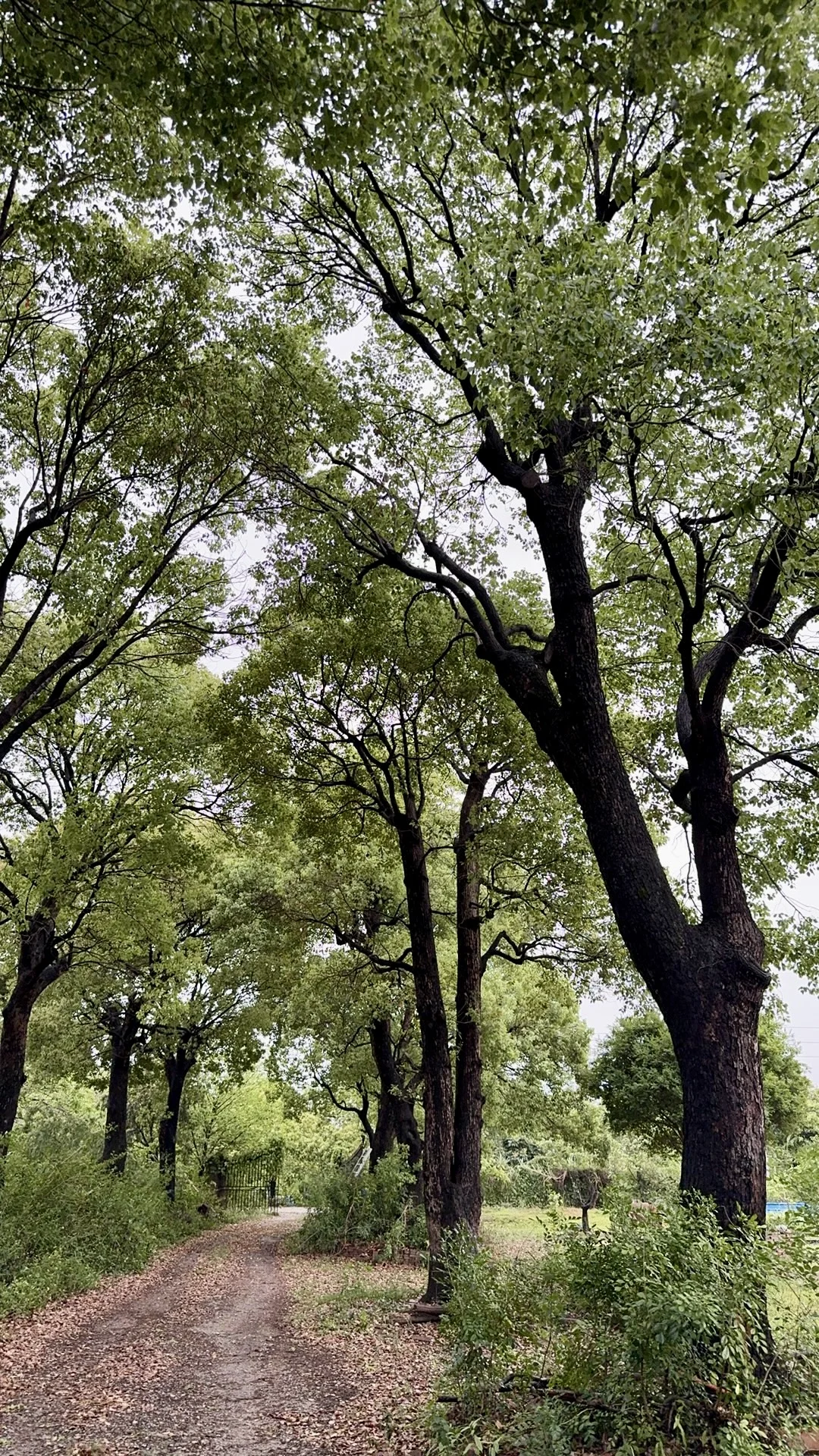 大家好请来找我买树