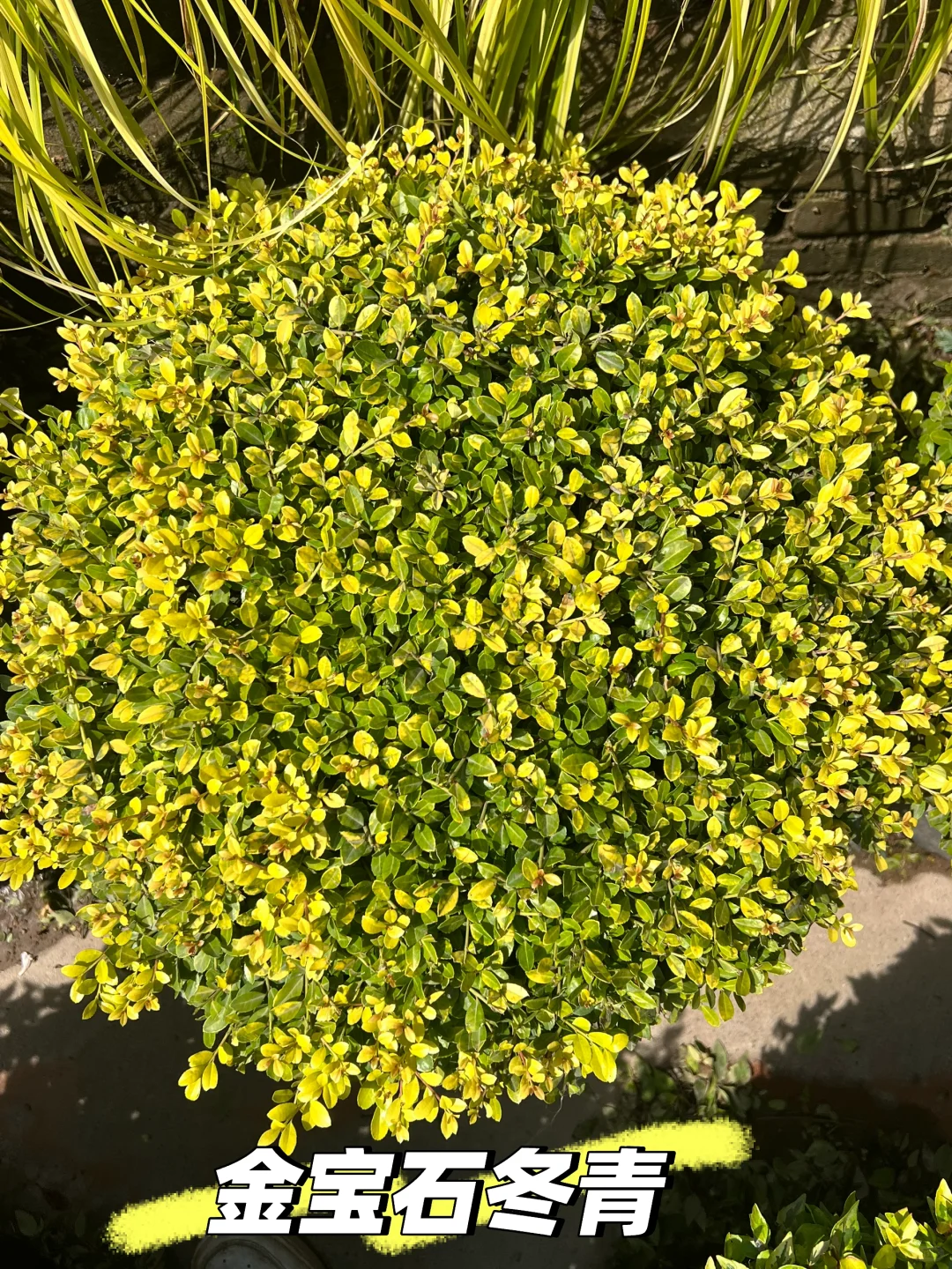 浙江庭院花卉苗圃 集市