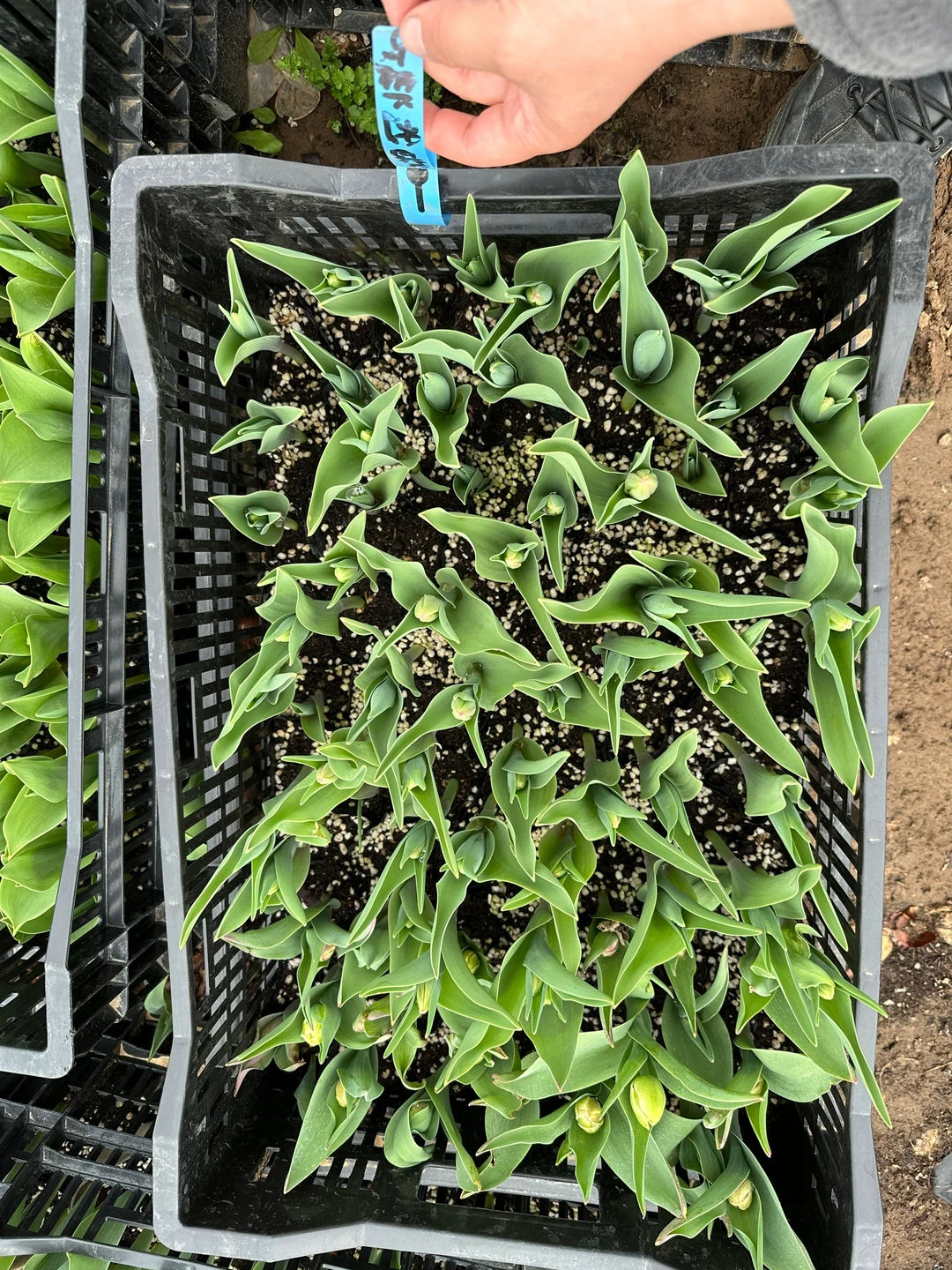 我家买的今年没种好的，联系我送带花苞的