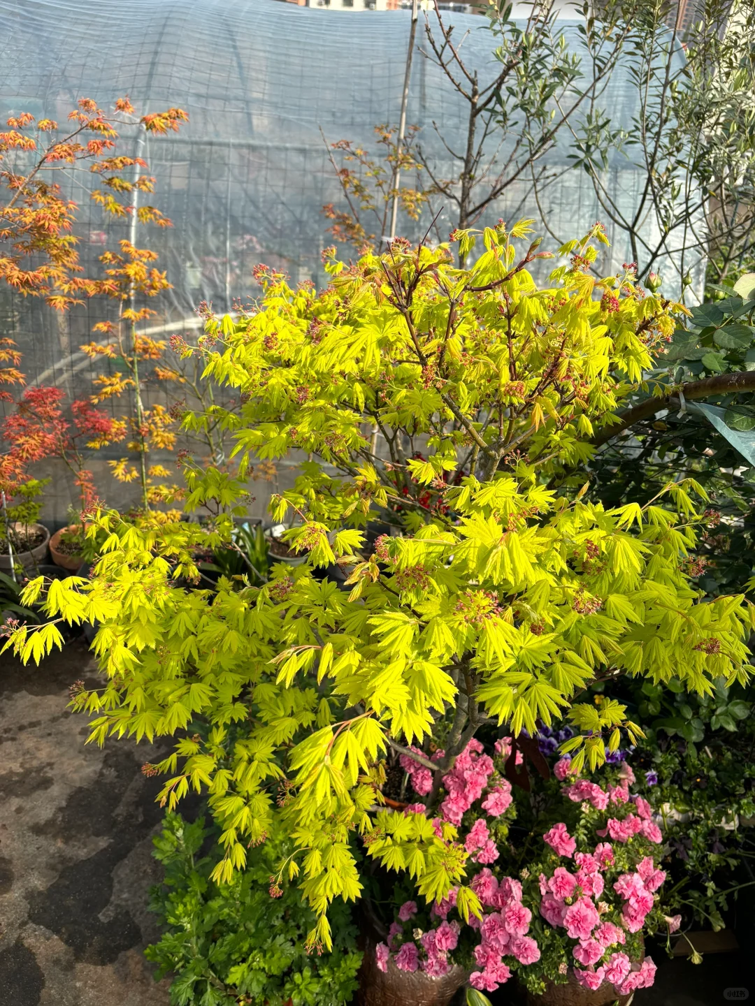 枫叶-约旦（普货中的战斗机）