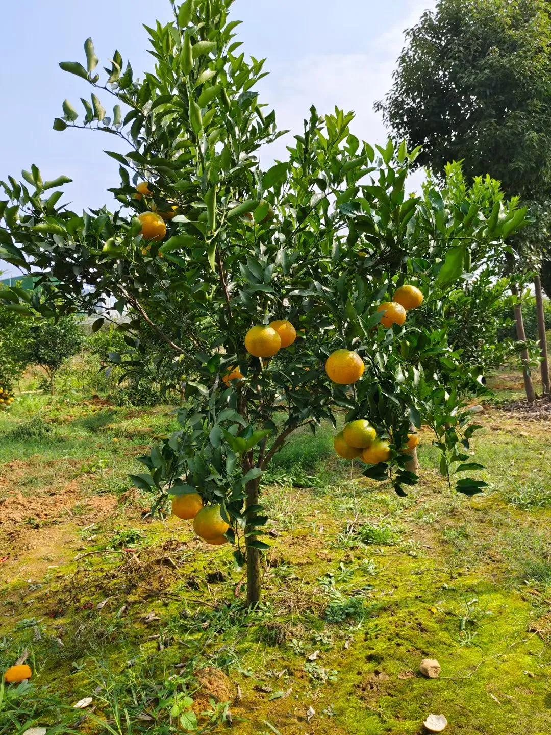 基地选树?一棵也是批发价！！！