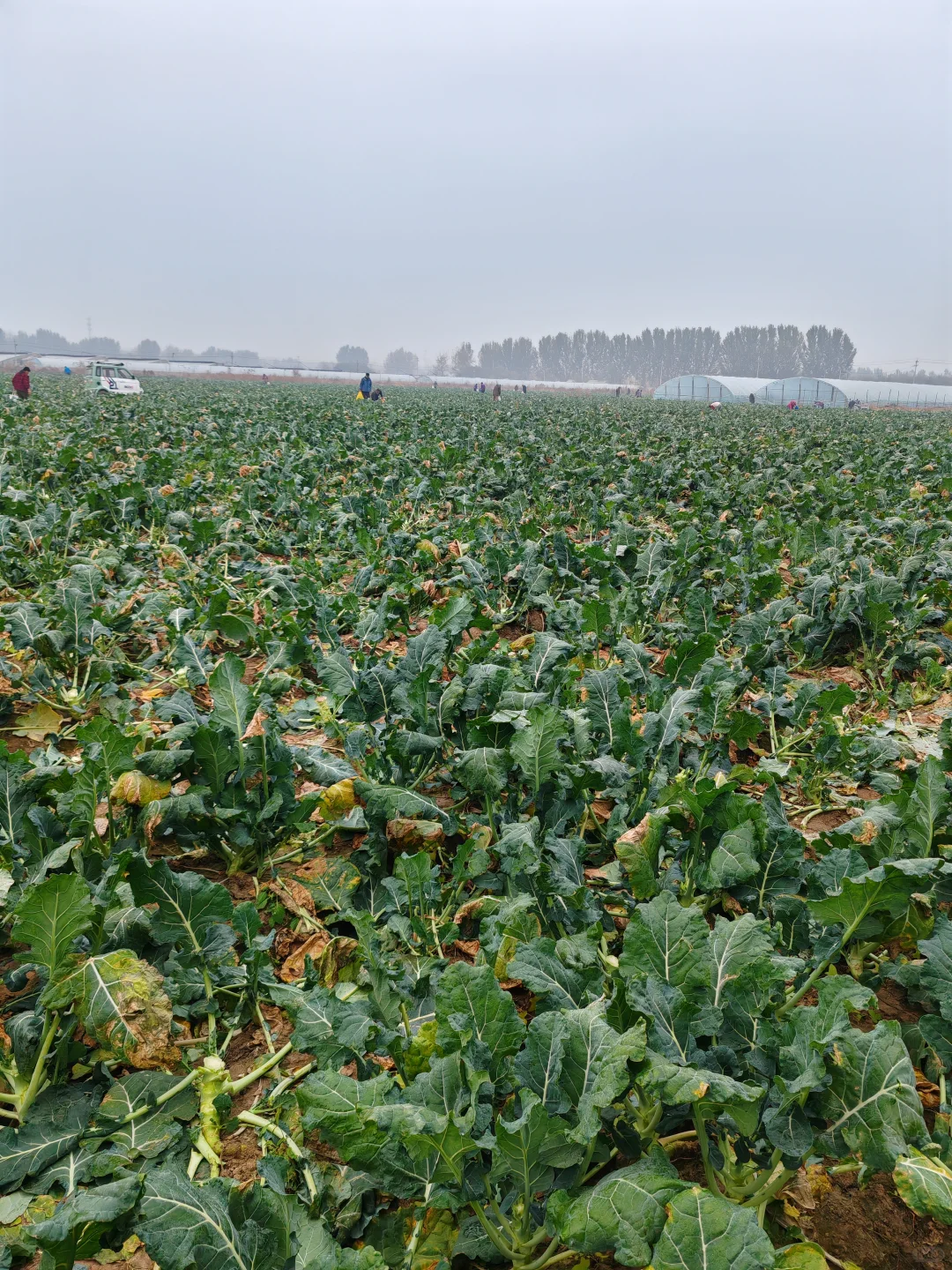 打野之新鲜免费的西兰花?