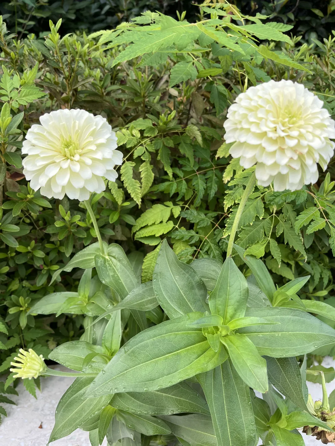 《百日菊，繁花》