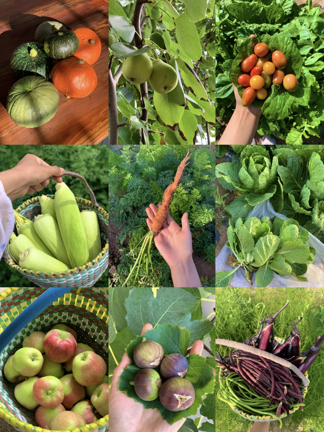 回村吃新鲜果蔬吧