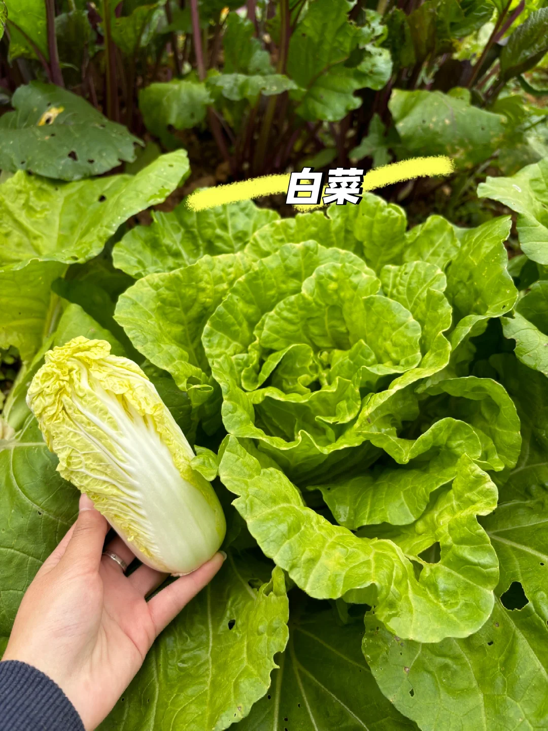 冬日里来逛菜园，看看菜园里面有什么？