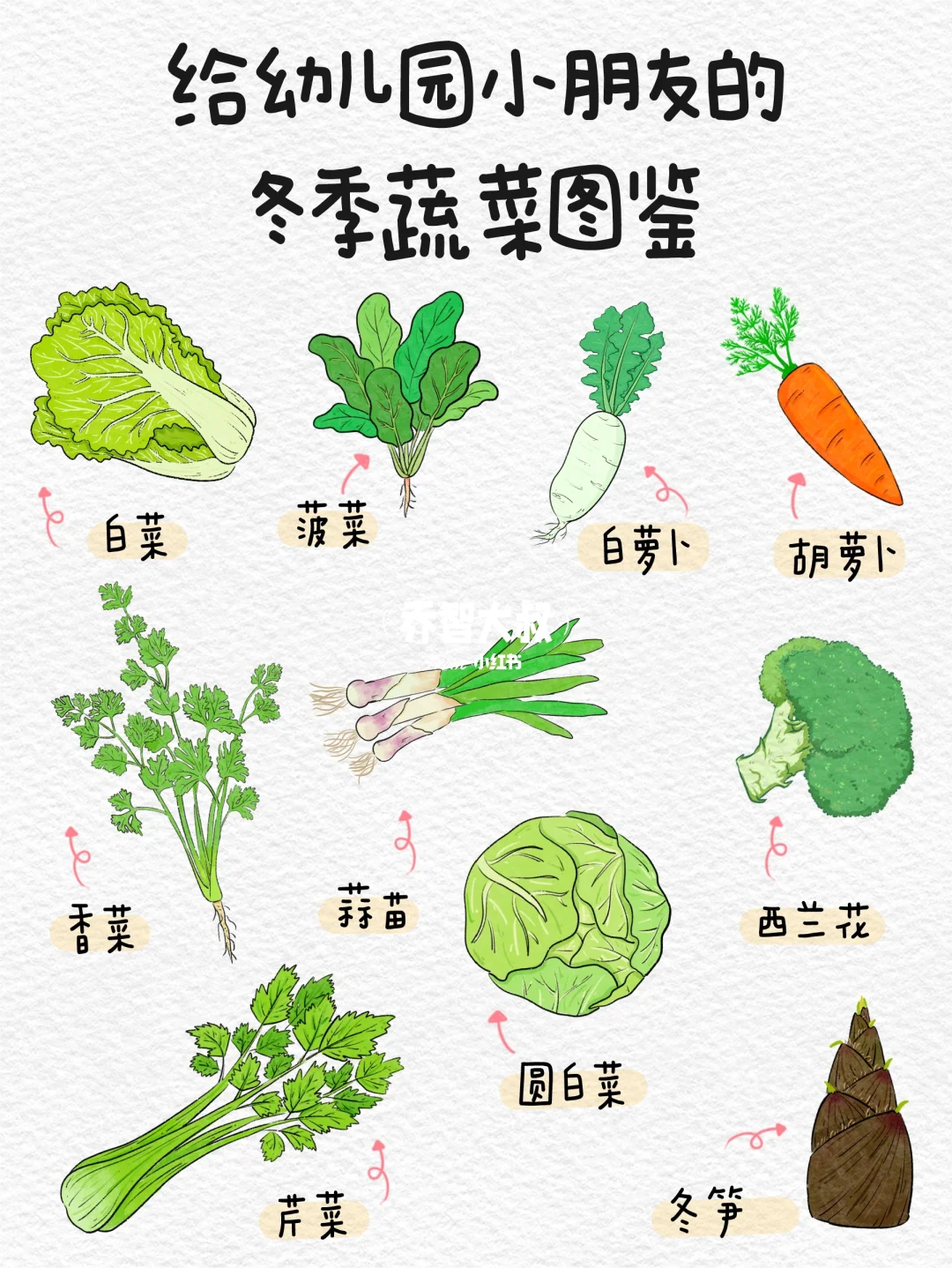 给小朋友的冬季蔬菜认知图鉴