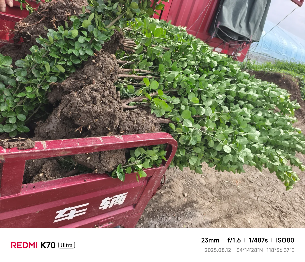 十万棵北海道黄杨装车，今天四车