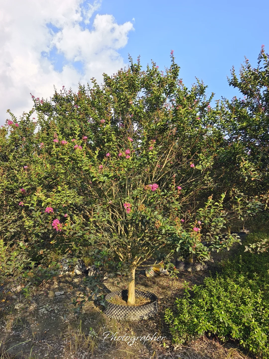 成都本土园林基地