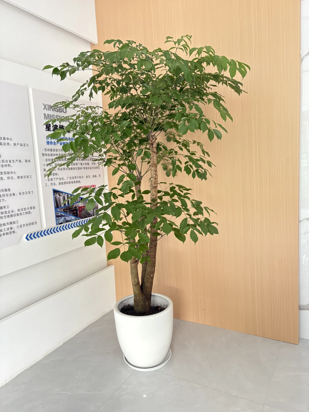 买到超好看的绿植！?