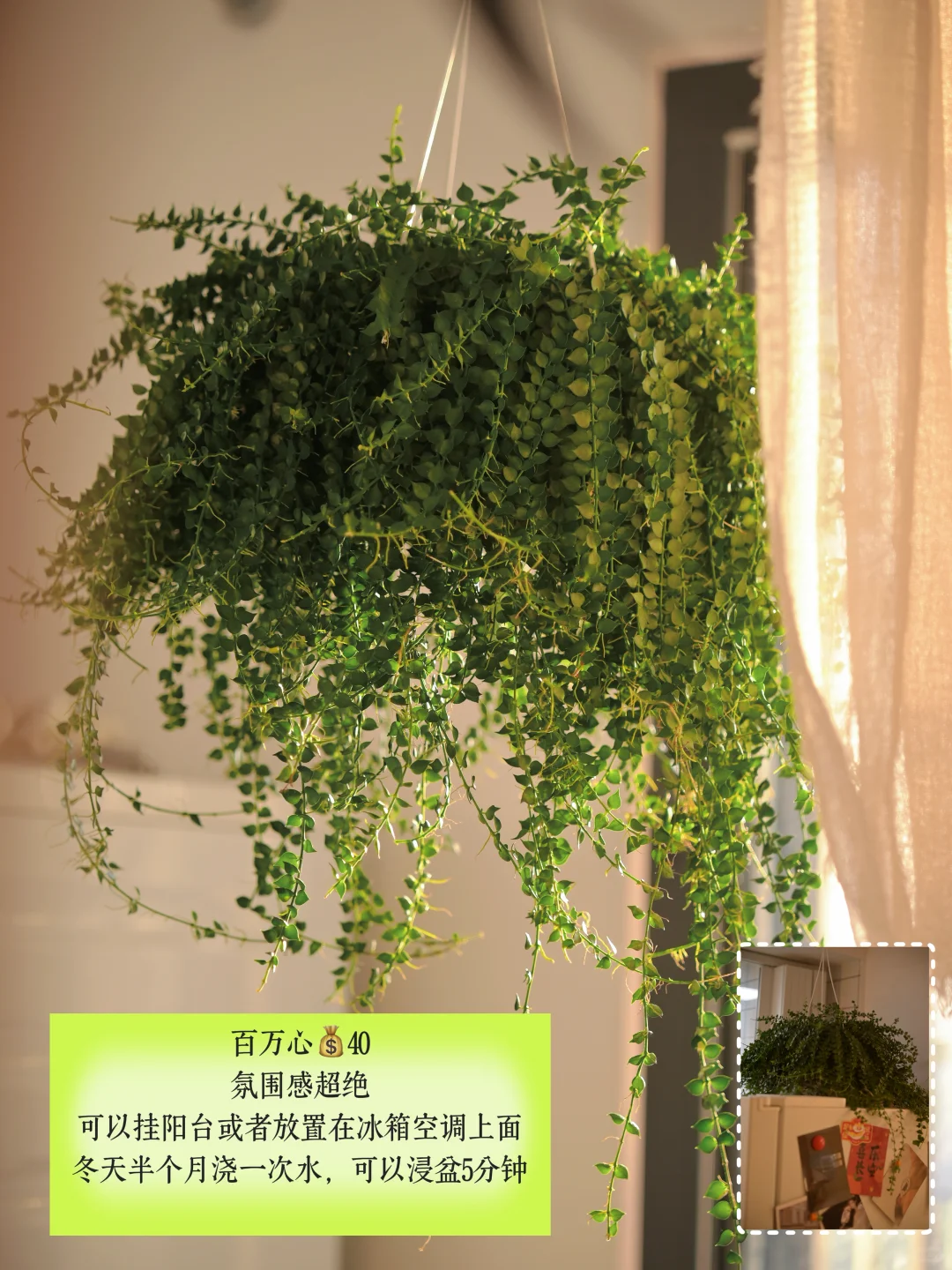 超适合小空间的垂吊植物搭配,简直美翻了心