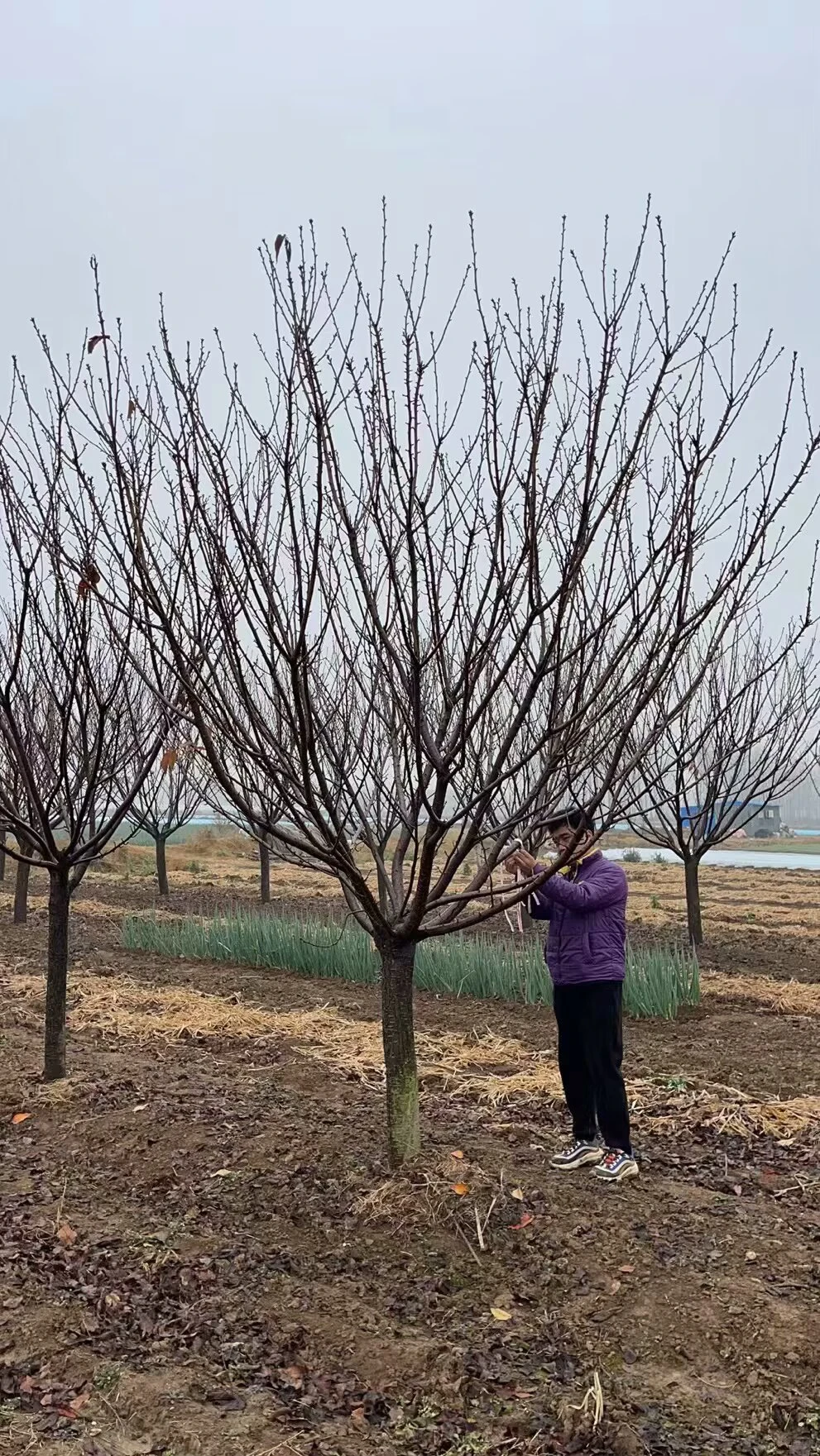 苗圃大量供应樱花树 品种齐全 价格美丽