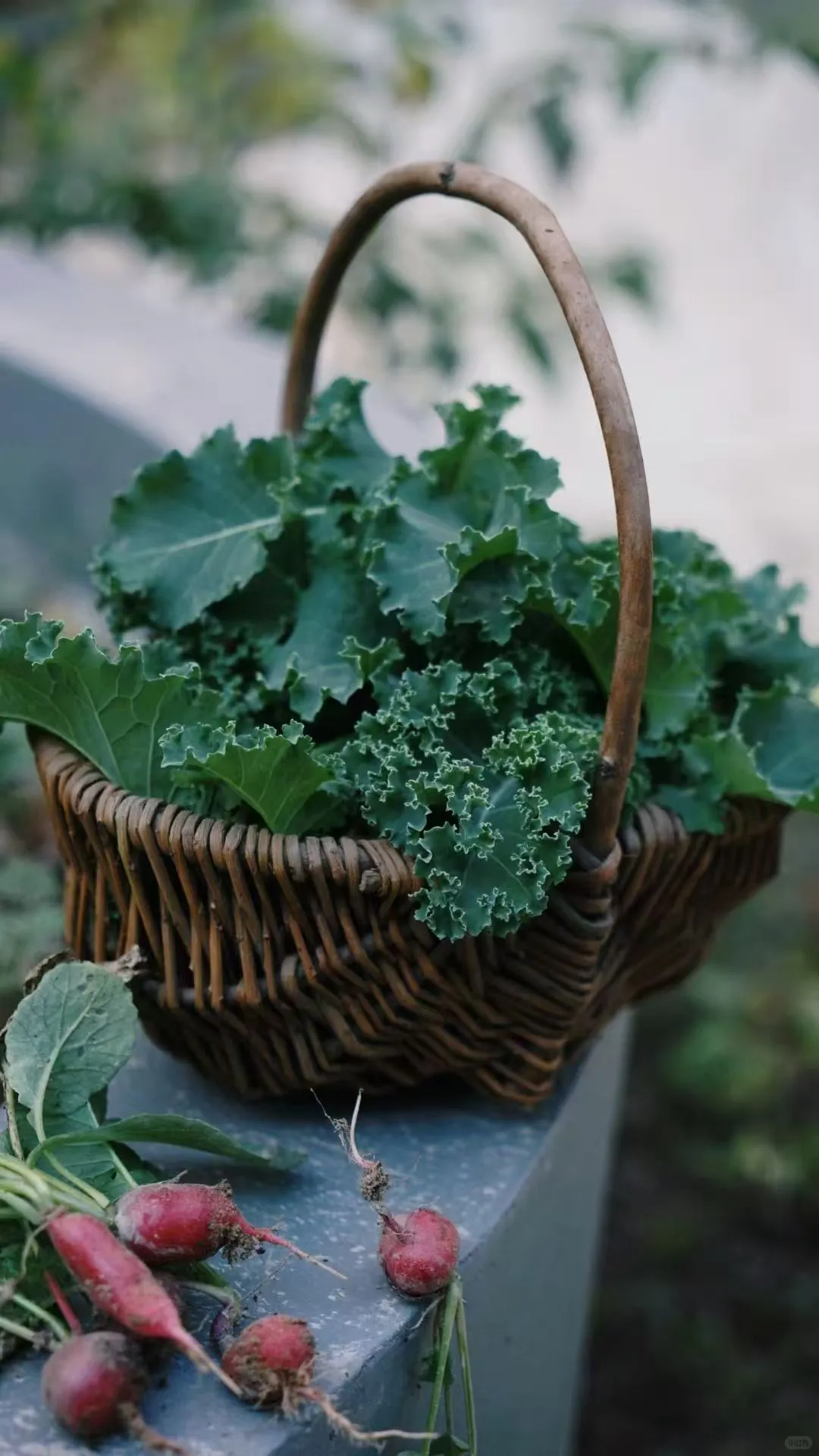 一年一度种植胡萝卜的季节到了，每年丰收季