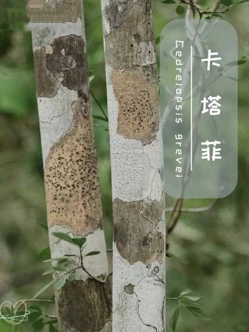 卡塔菲精油你用过吗？