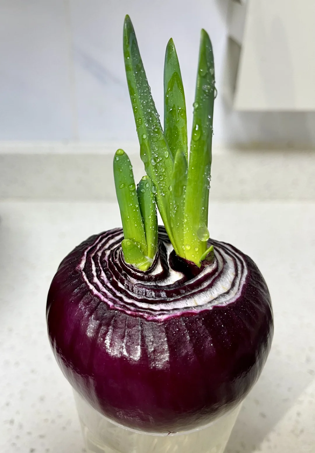 Hydroponic vegetables 水培各类蔬菜