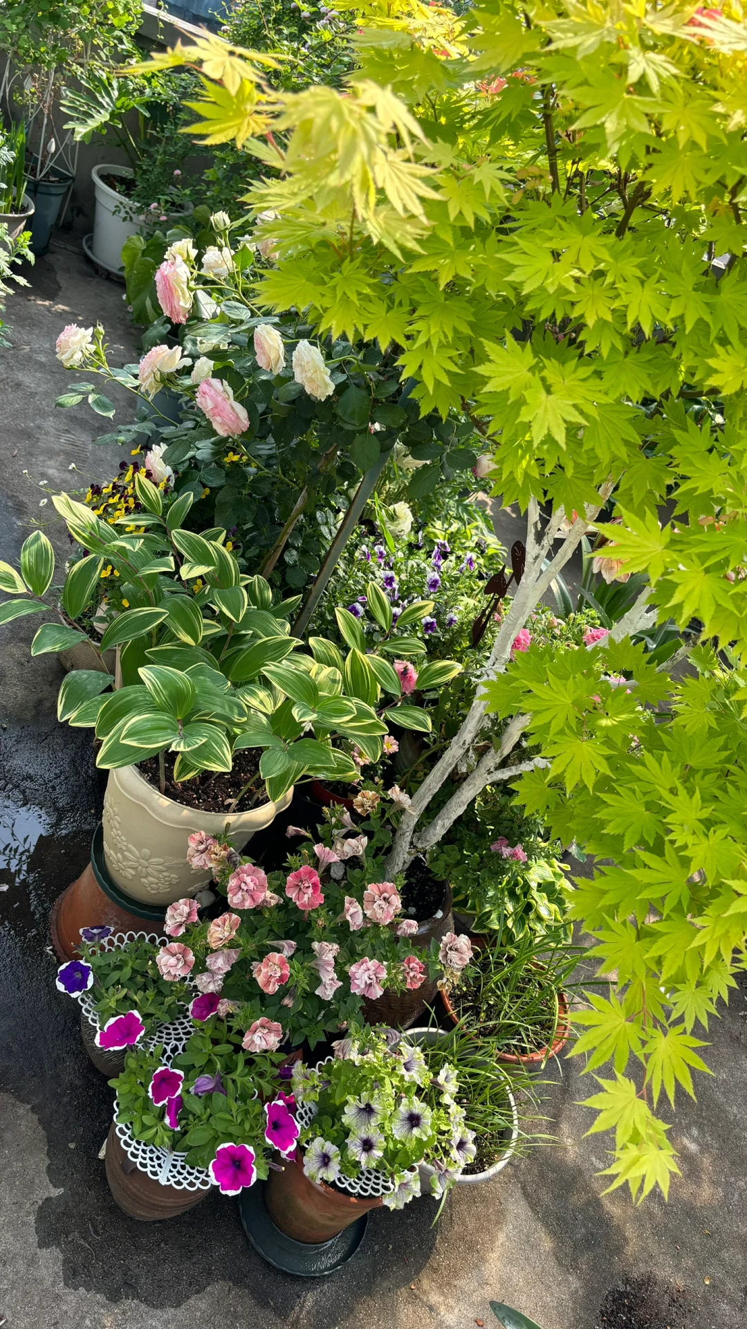 枫叶-约旦（普货中的战斗机）