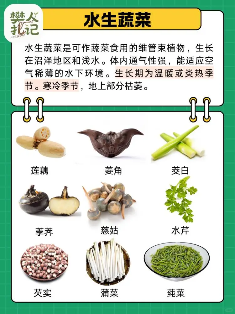 蔬菜清单（下）?种什么菜？什么菜好种？