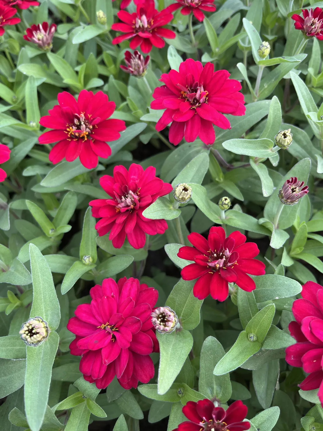 《百日菊，繁花》