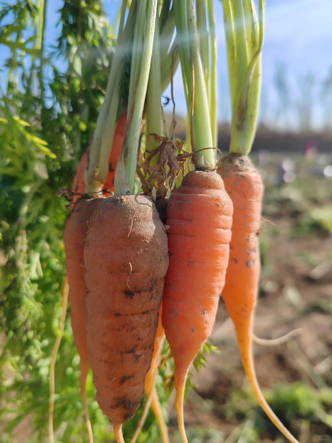 11.10?，超级营养的胡萝卜捡起来