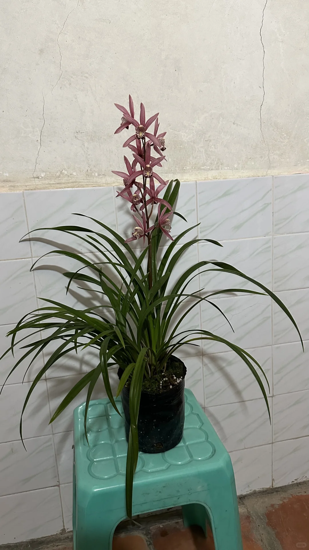 免费送花有喜欢的联系