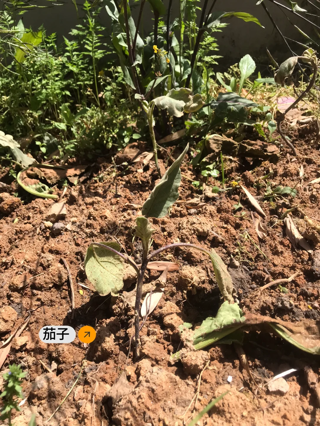 春季种菜的快乐