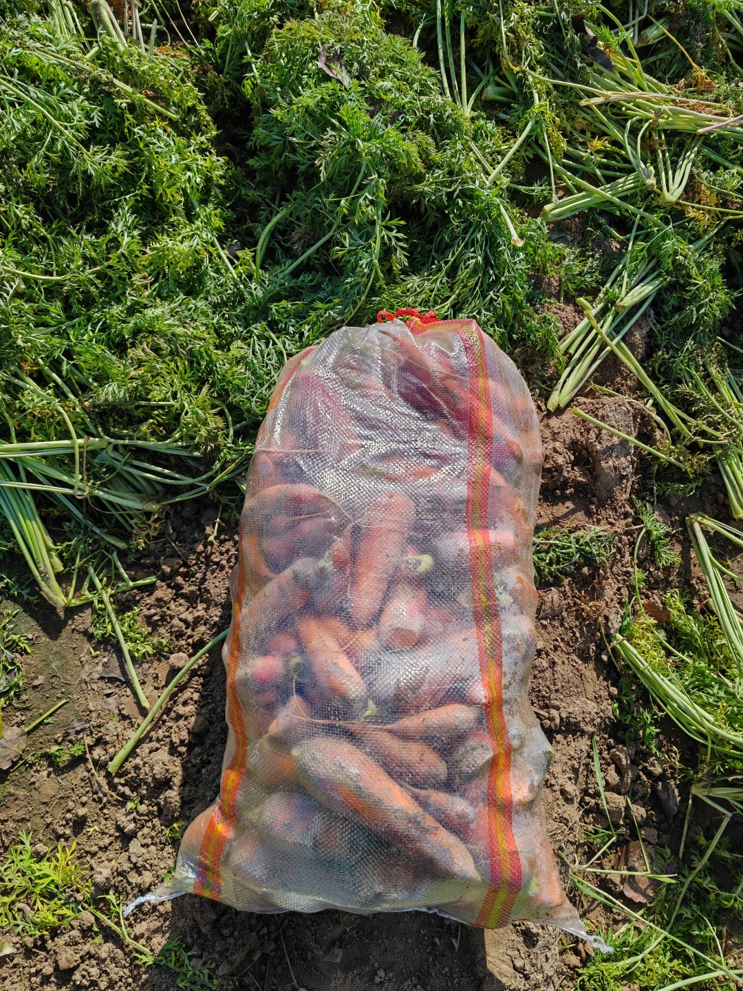 11.10?，超级营养的胡萝卜捡起来