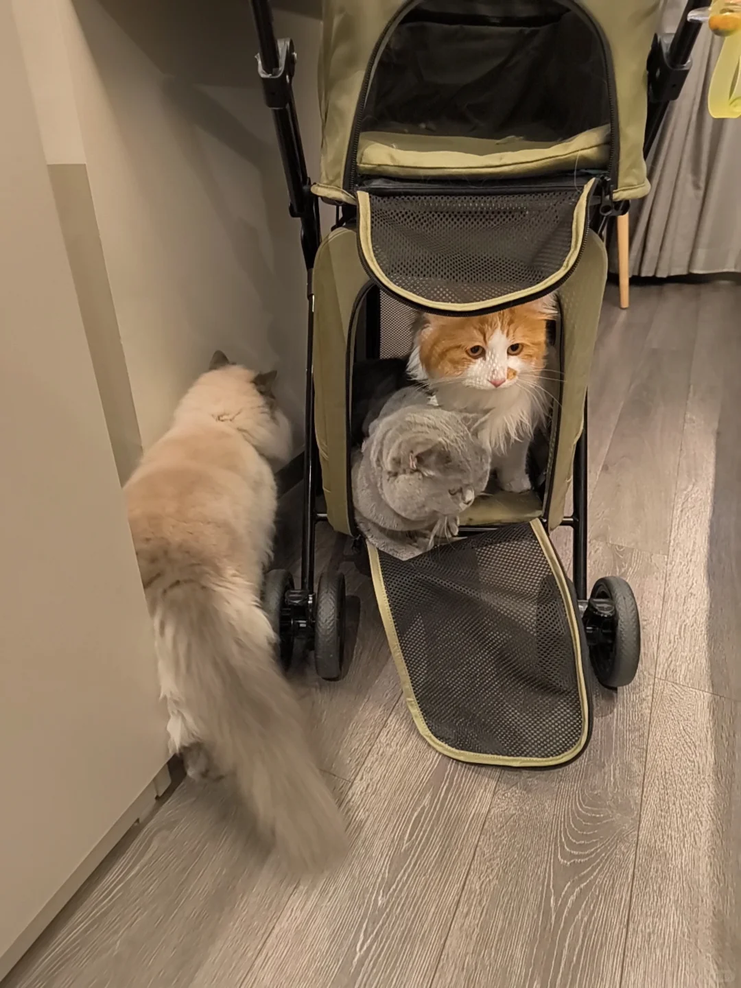 航空/铁路/公路运输 宠物?托运全攻略