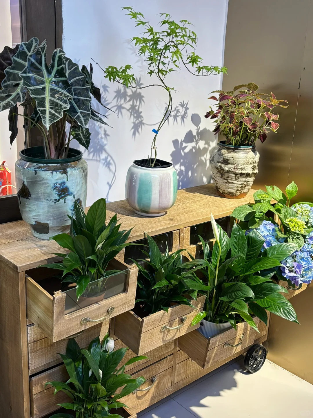 藏着闹市区的植物花园(天一城超市入口)