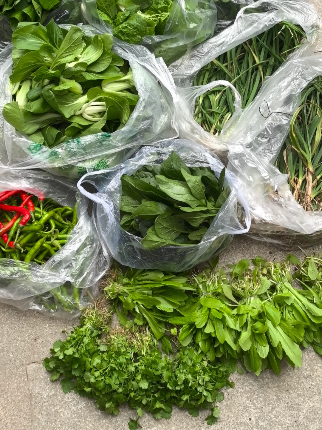 我妈当我来进货呢，?收货新鲜的蔬菜！