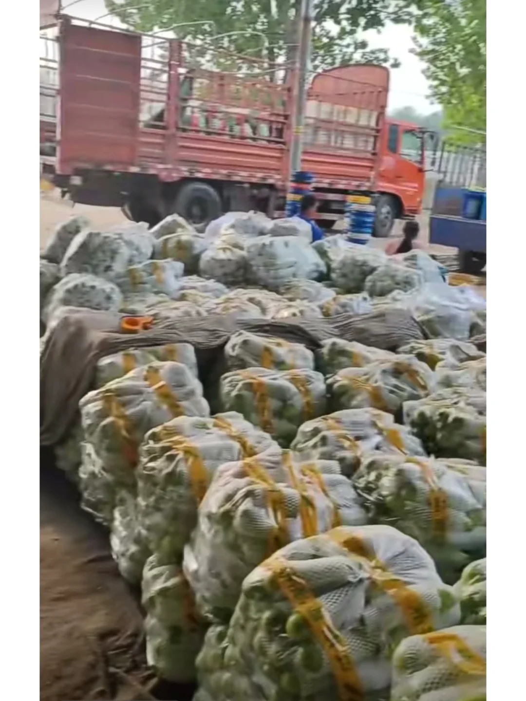 一天400吨！山东聊城大哥年卖蔬菜3000万斤