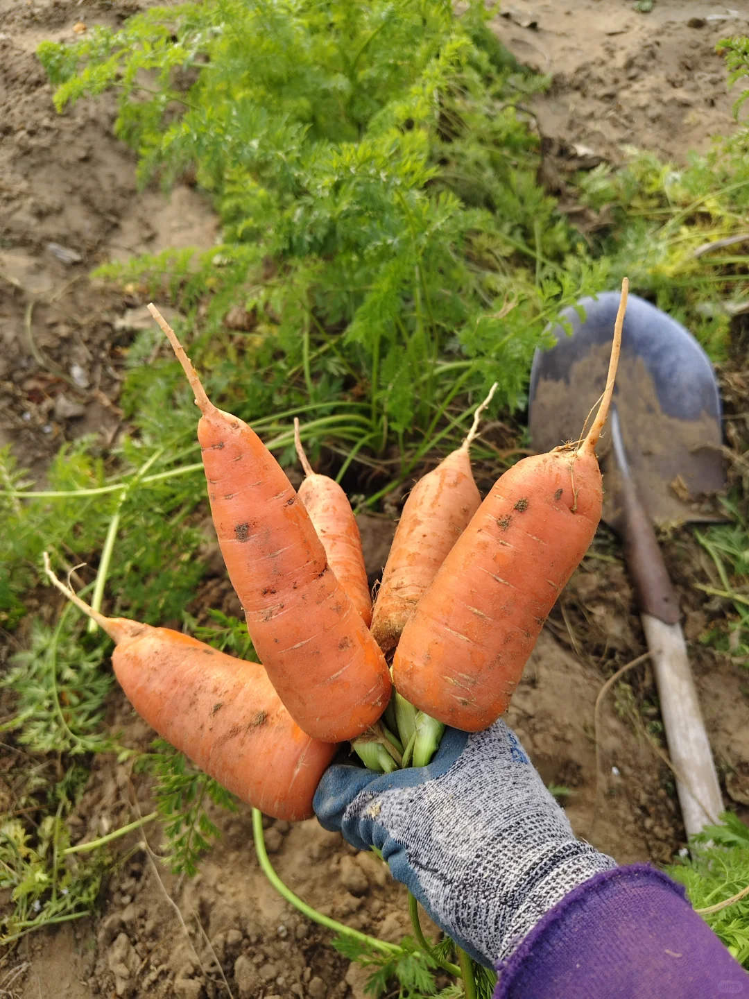 东北农家菜园秋收2️⃣萝卜