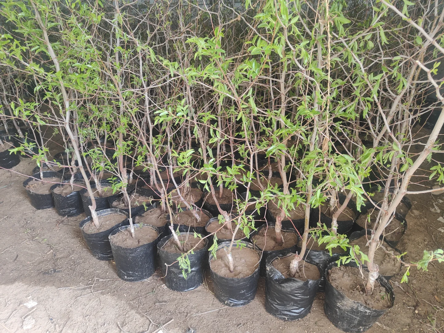 蟠枣，三代冬枣带盆发货