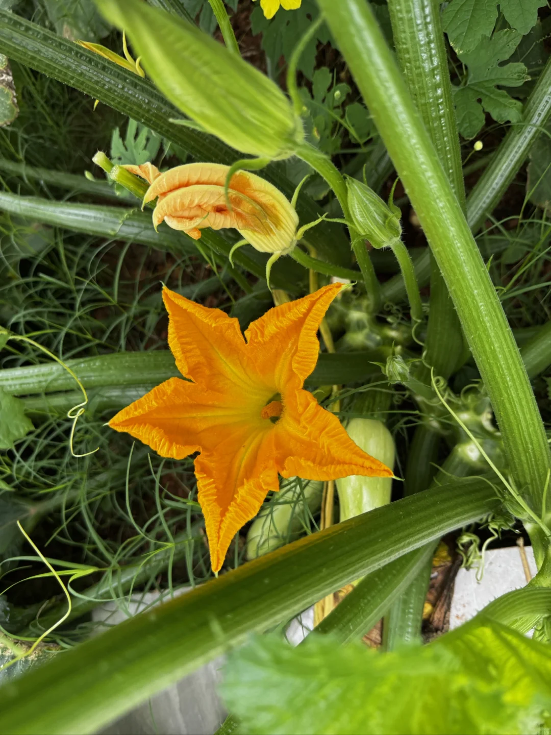 我的菜园丰盛了