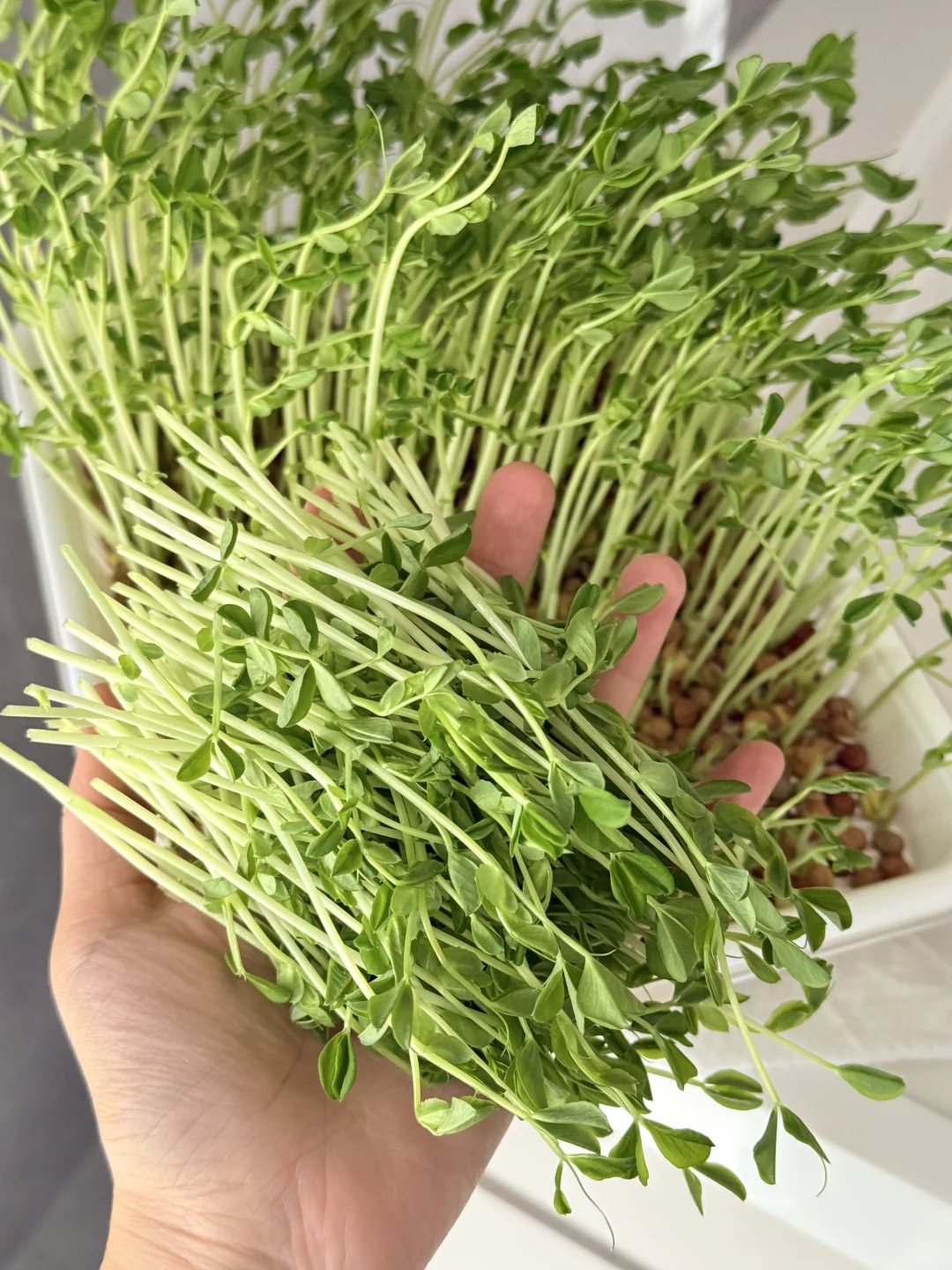 种菜基因觉醒！！！