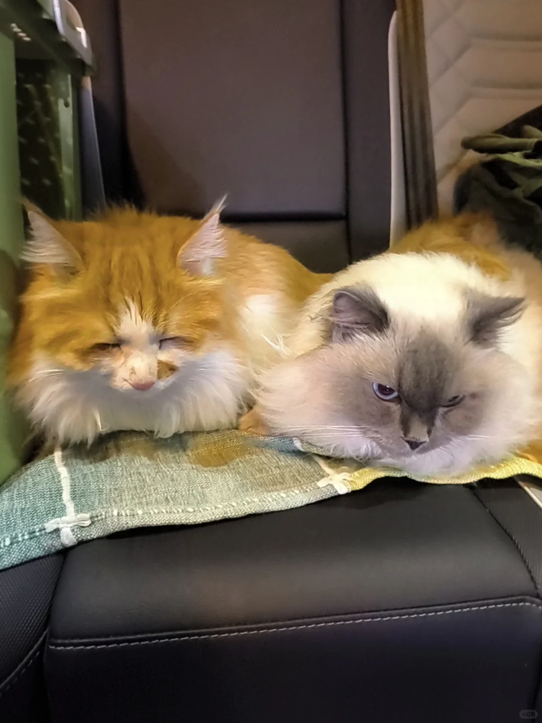 航空/铁路/公路运输 宠物?托运全攻略