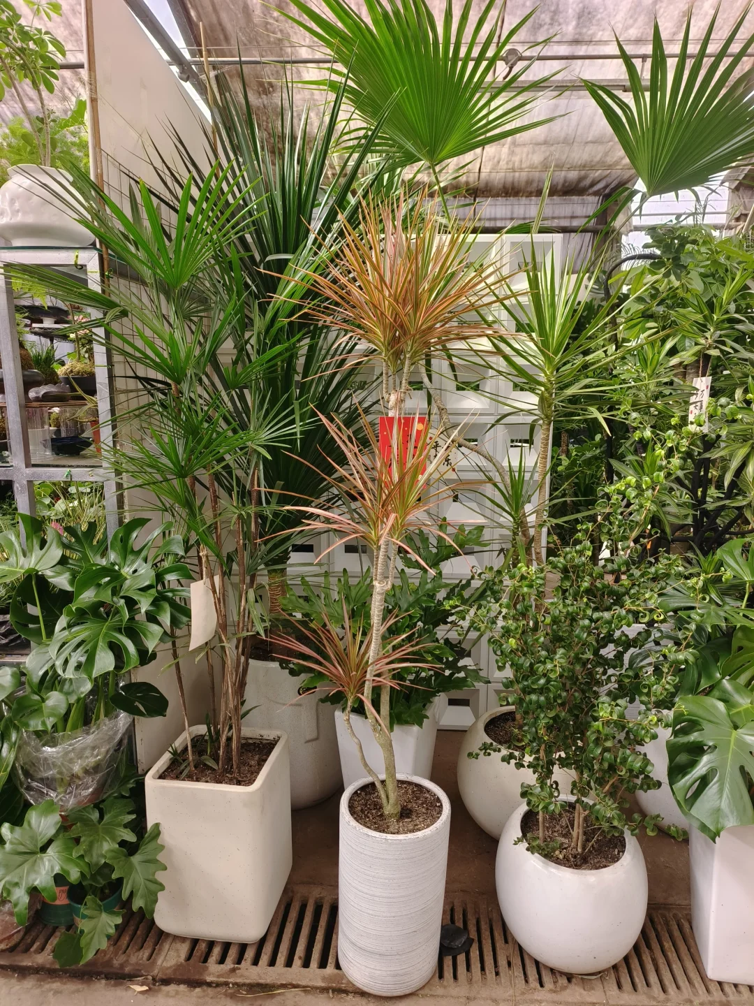 绿植软装是家里最好的软装?绿植软装