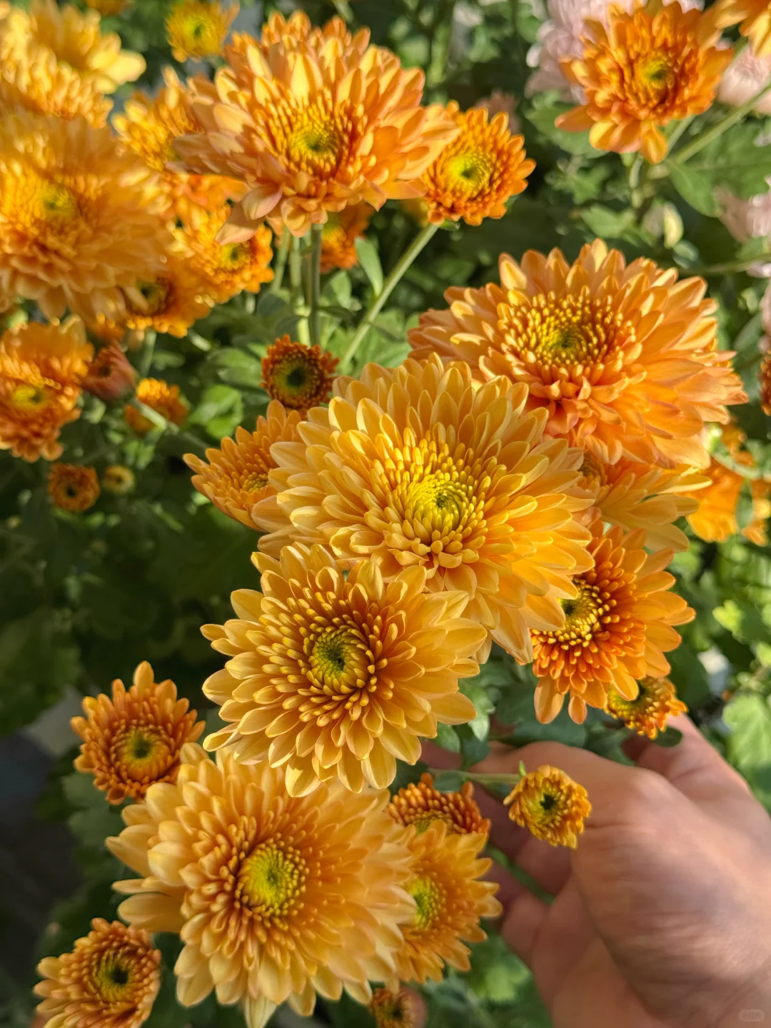 秋天被鲜花和阳光包围的阳台