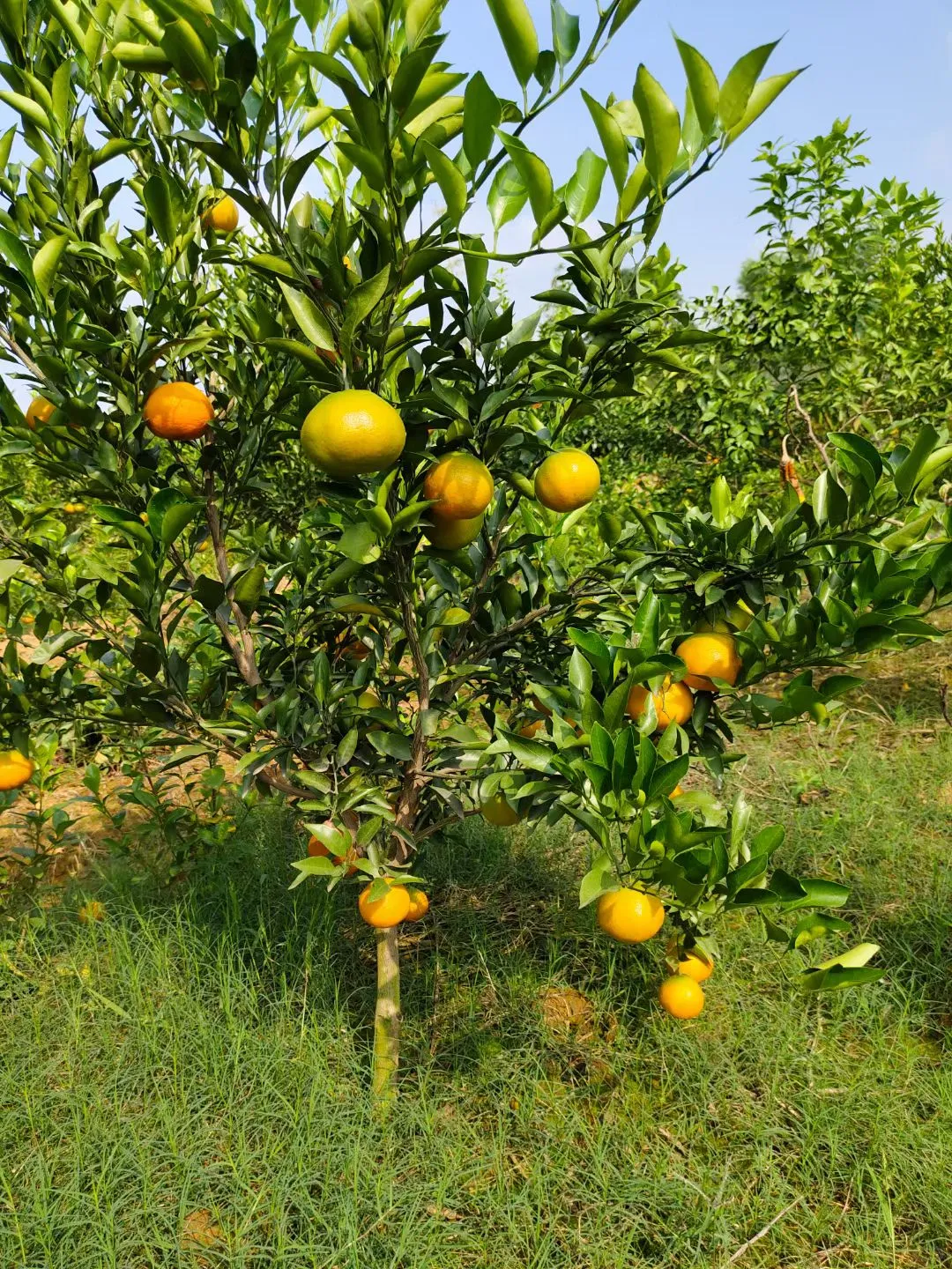 基地选树?一棵也是批发价！！！