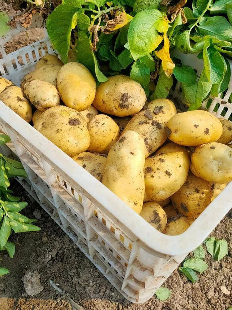 2月种菜黄金期，全品类蔬菜种植指南来啦