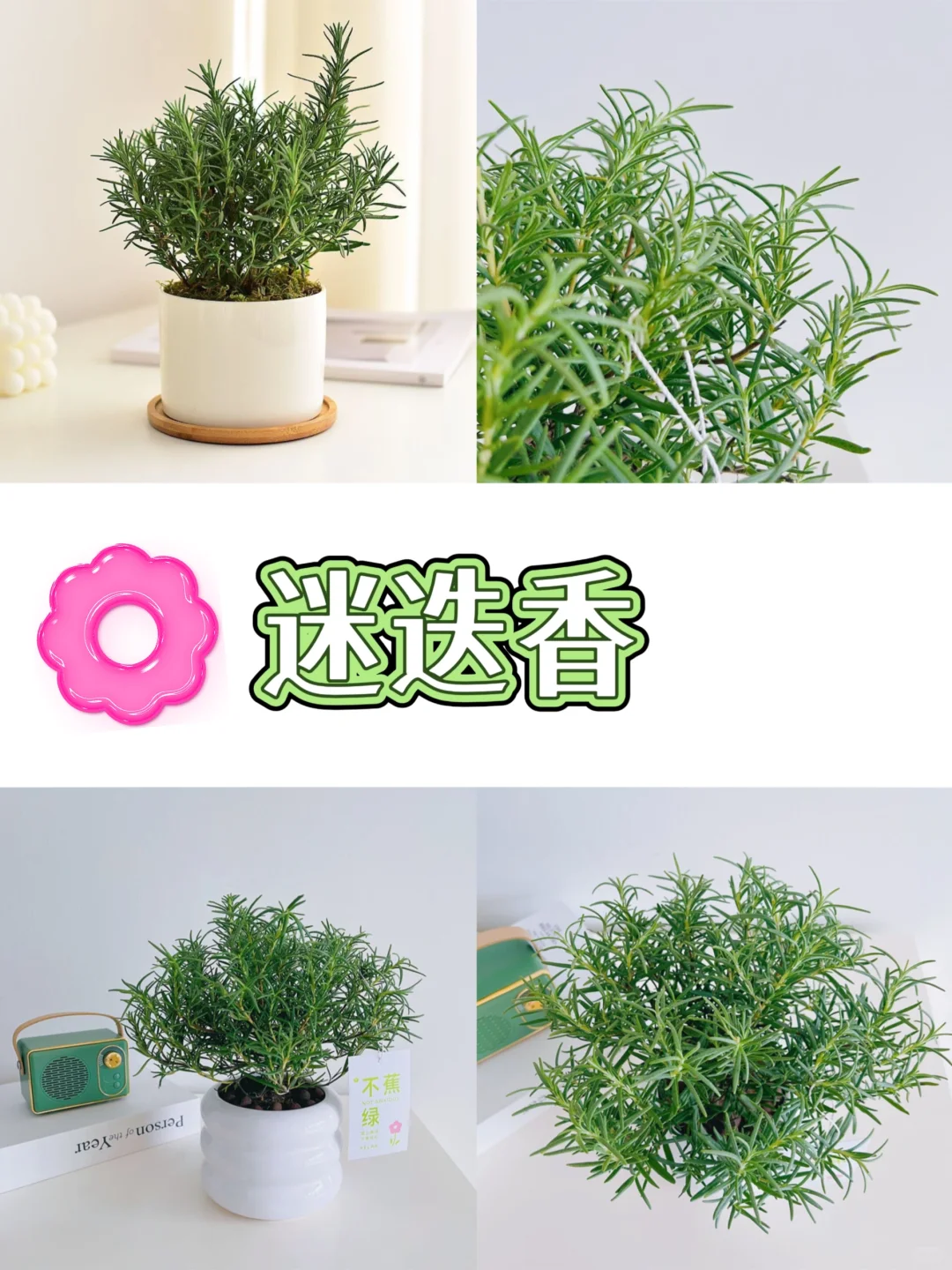 打工人桌面指南‼️自带香气的9⃣️款盆栽