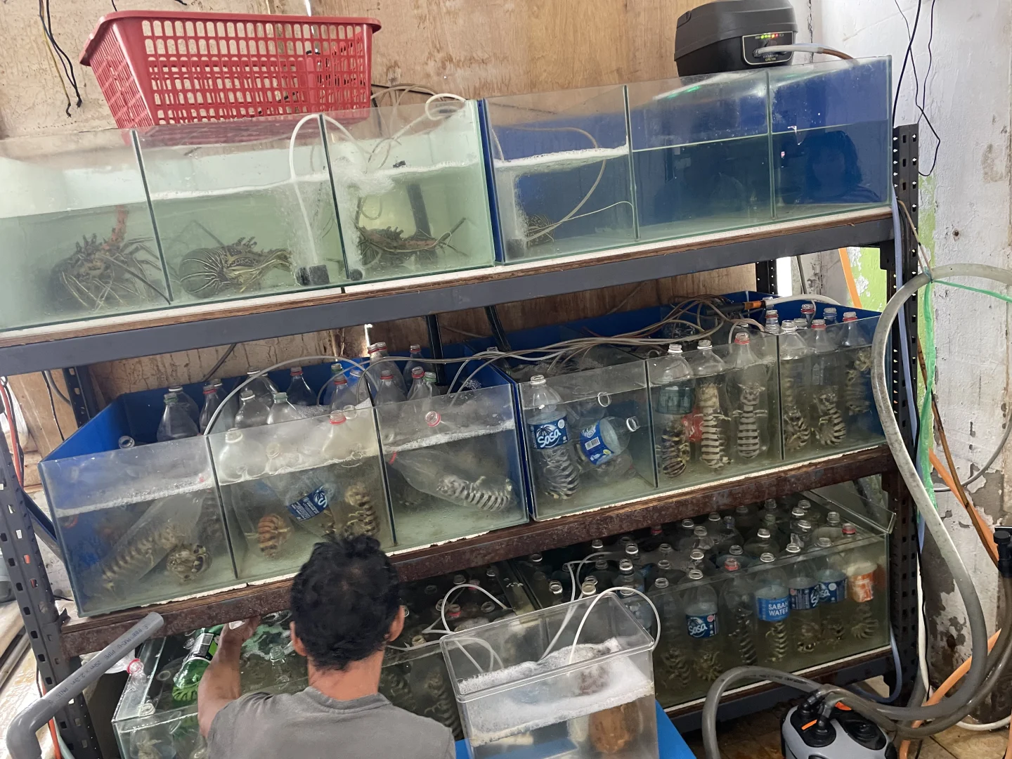 亚庇中央市场买海鲜