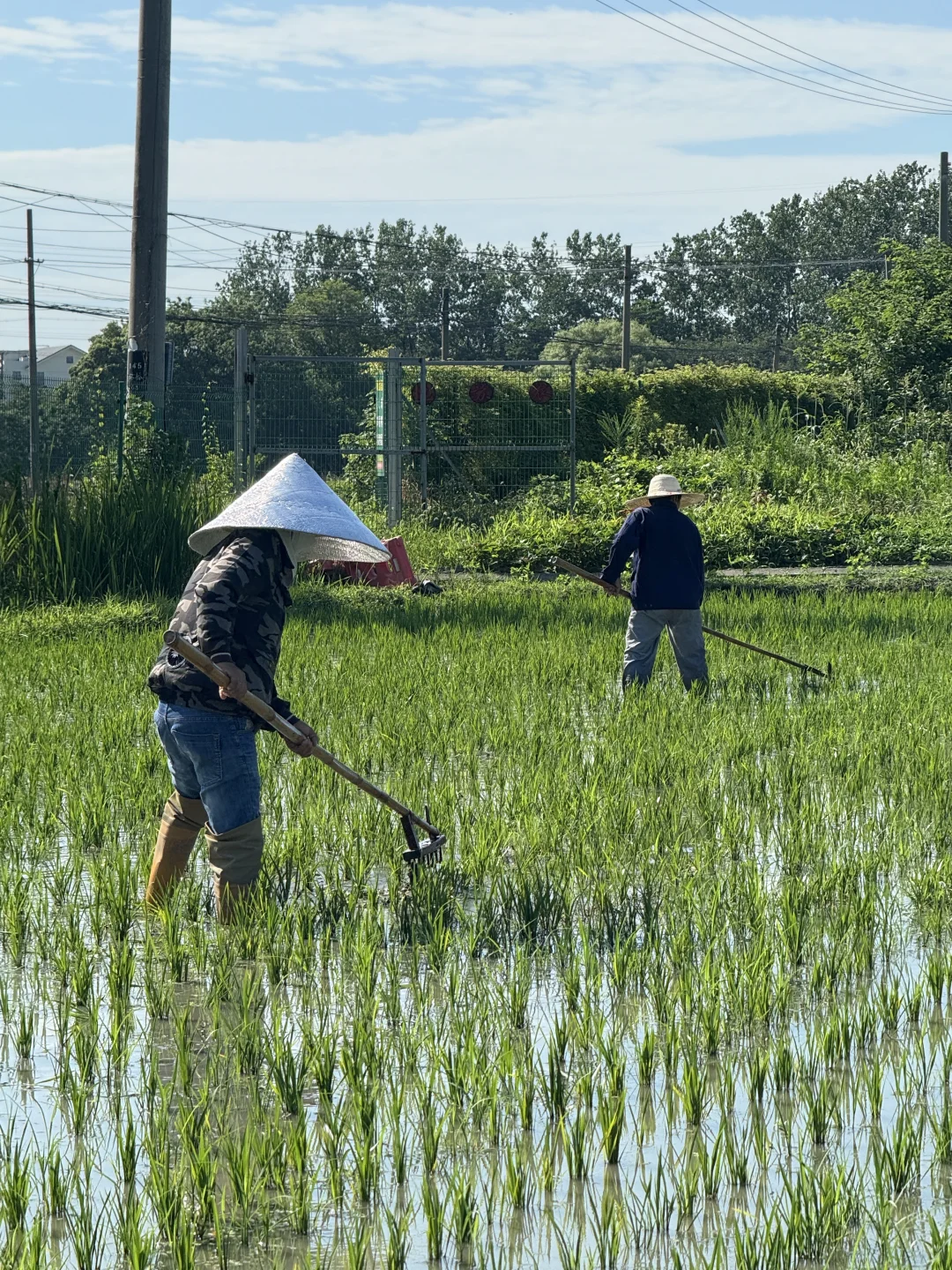 30岁不上班，在苏州种了20亩有机大米
