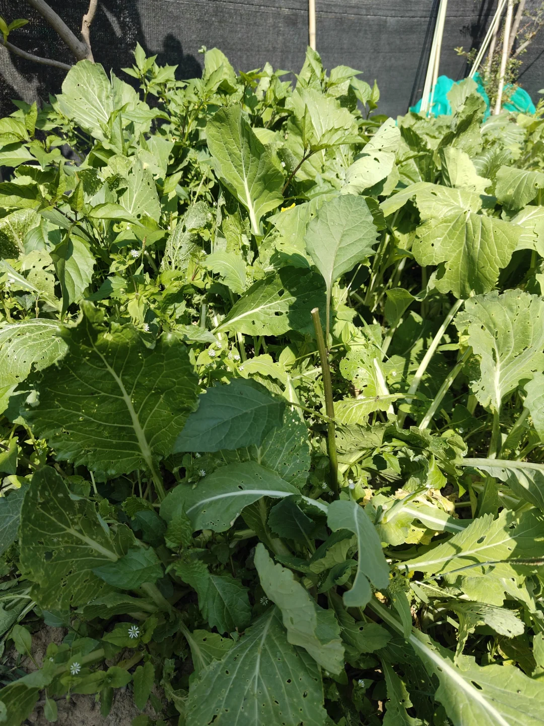 来看看农场里种的菜