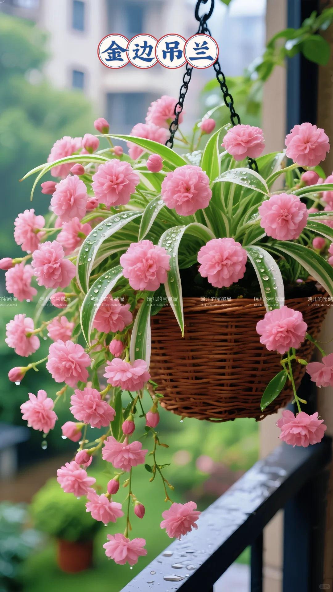 金边吊兰、太好看了吧