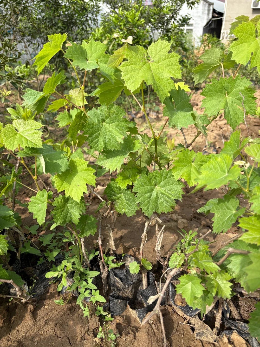 大自然的馈赠~巨峰葡萄苗