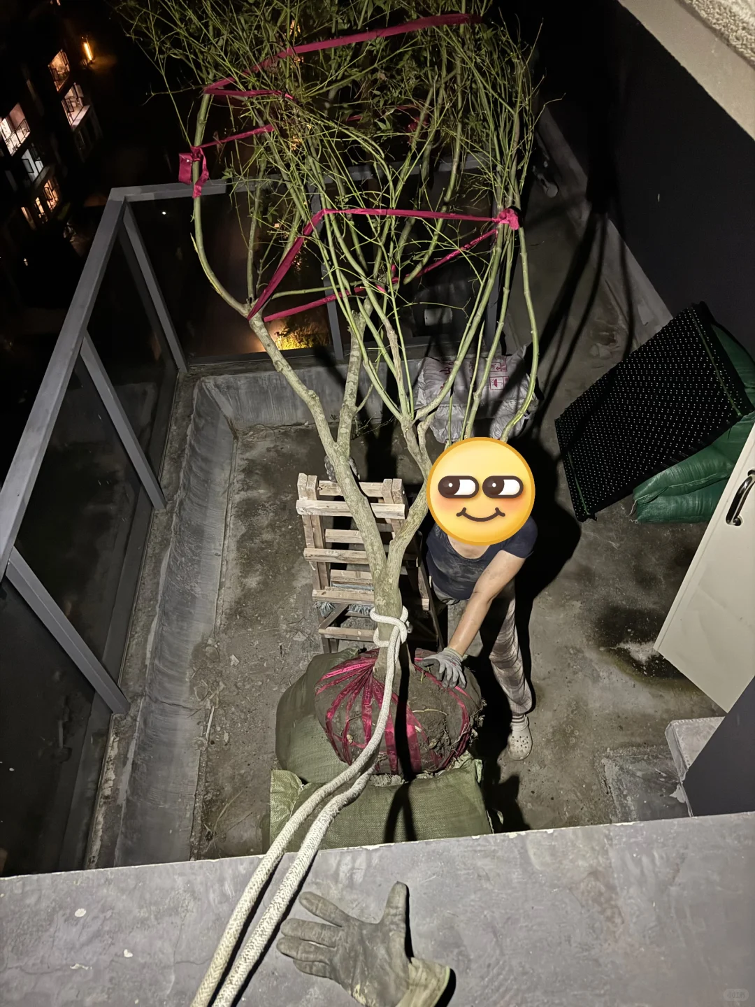 ?生活边角料|买了棵树? 很重很头疼