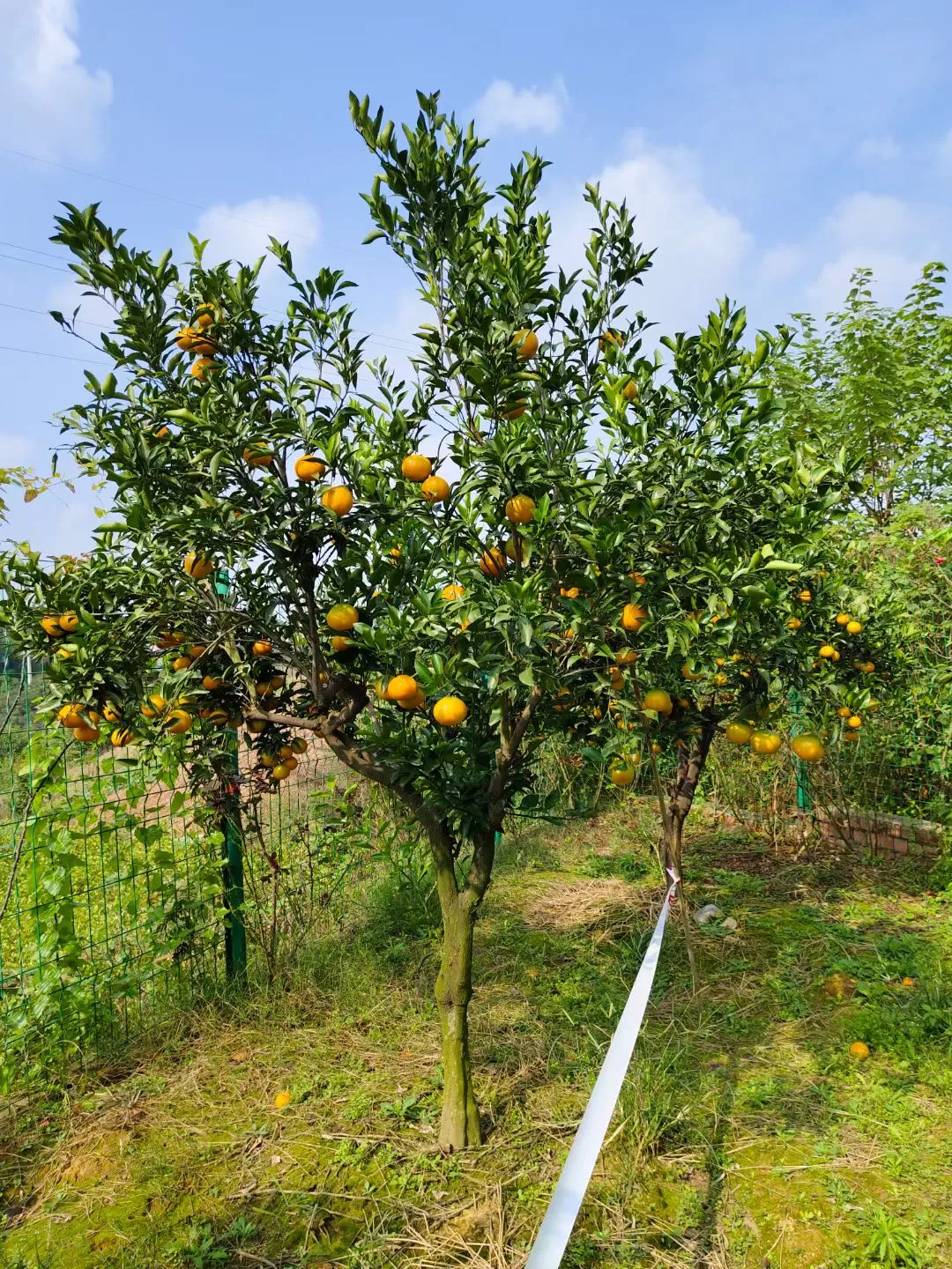 基地选树?一棵也是批发价！！！