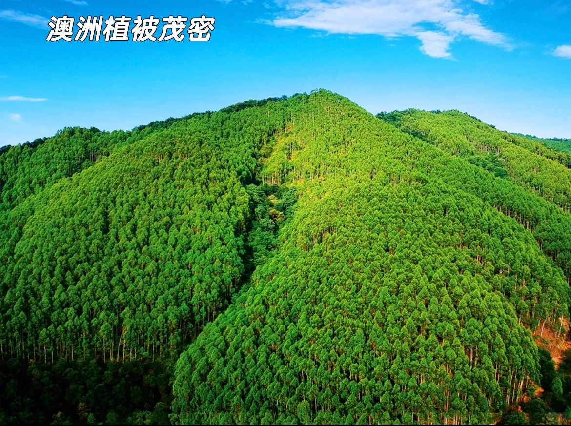 ?地理科普：澳大利亚古老植物?