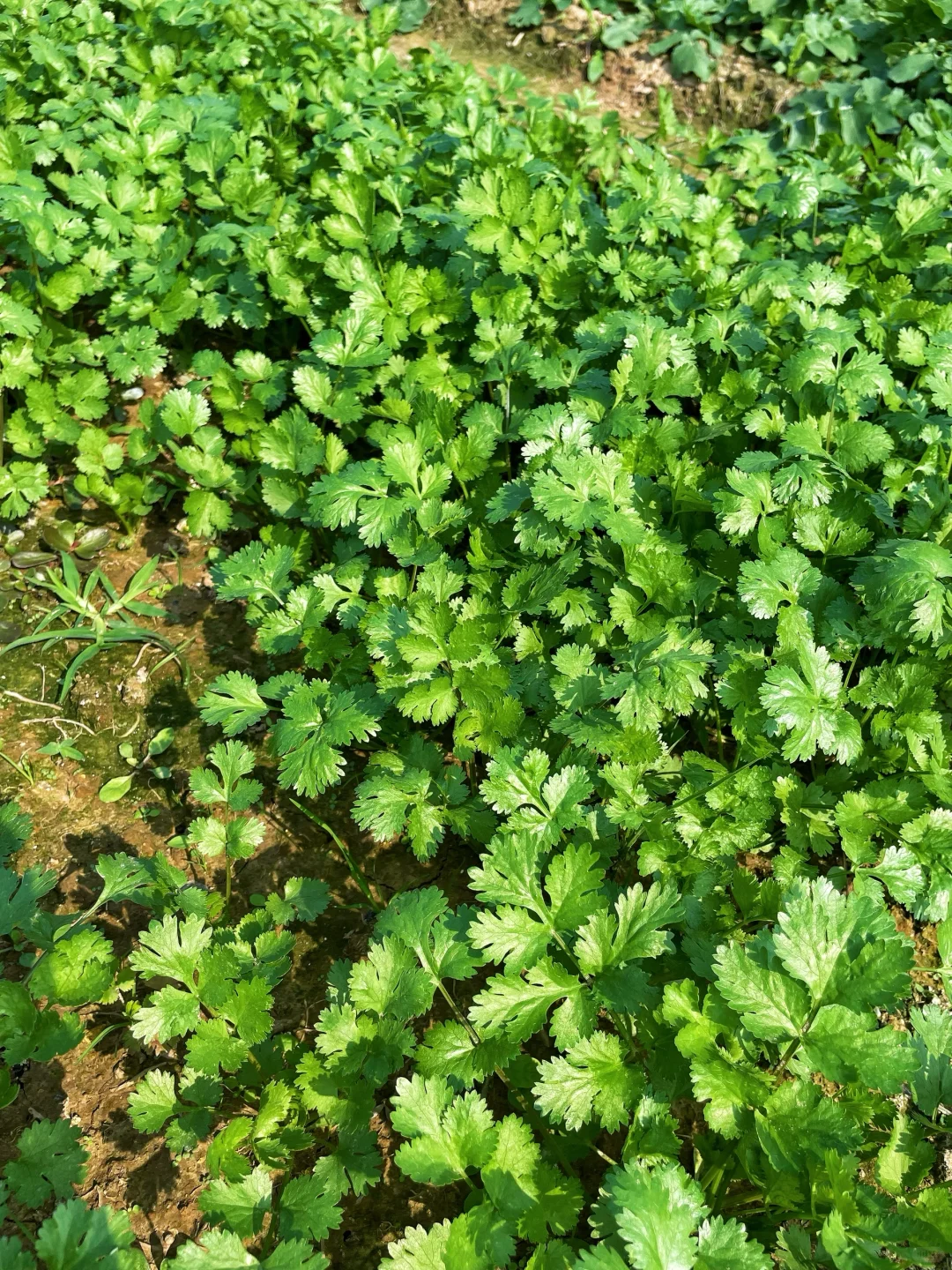 不仅是绿色的蔬菜，而且还是绿色蔬菜