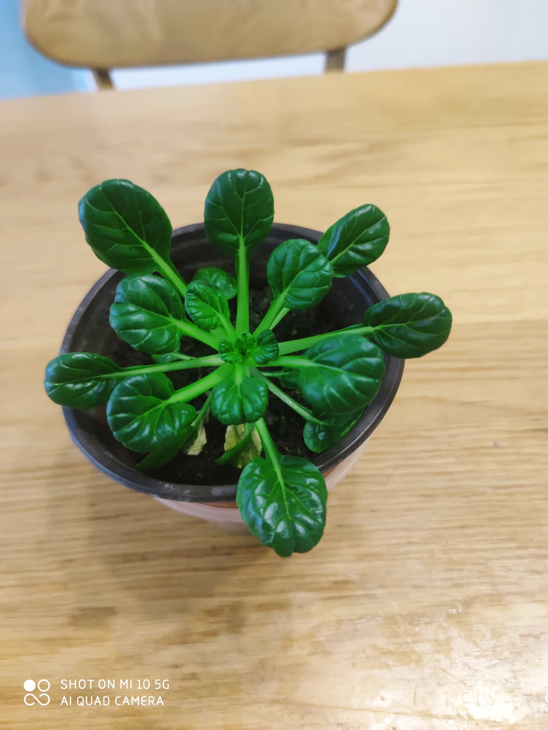 阳台种菜大全。