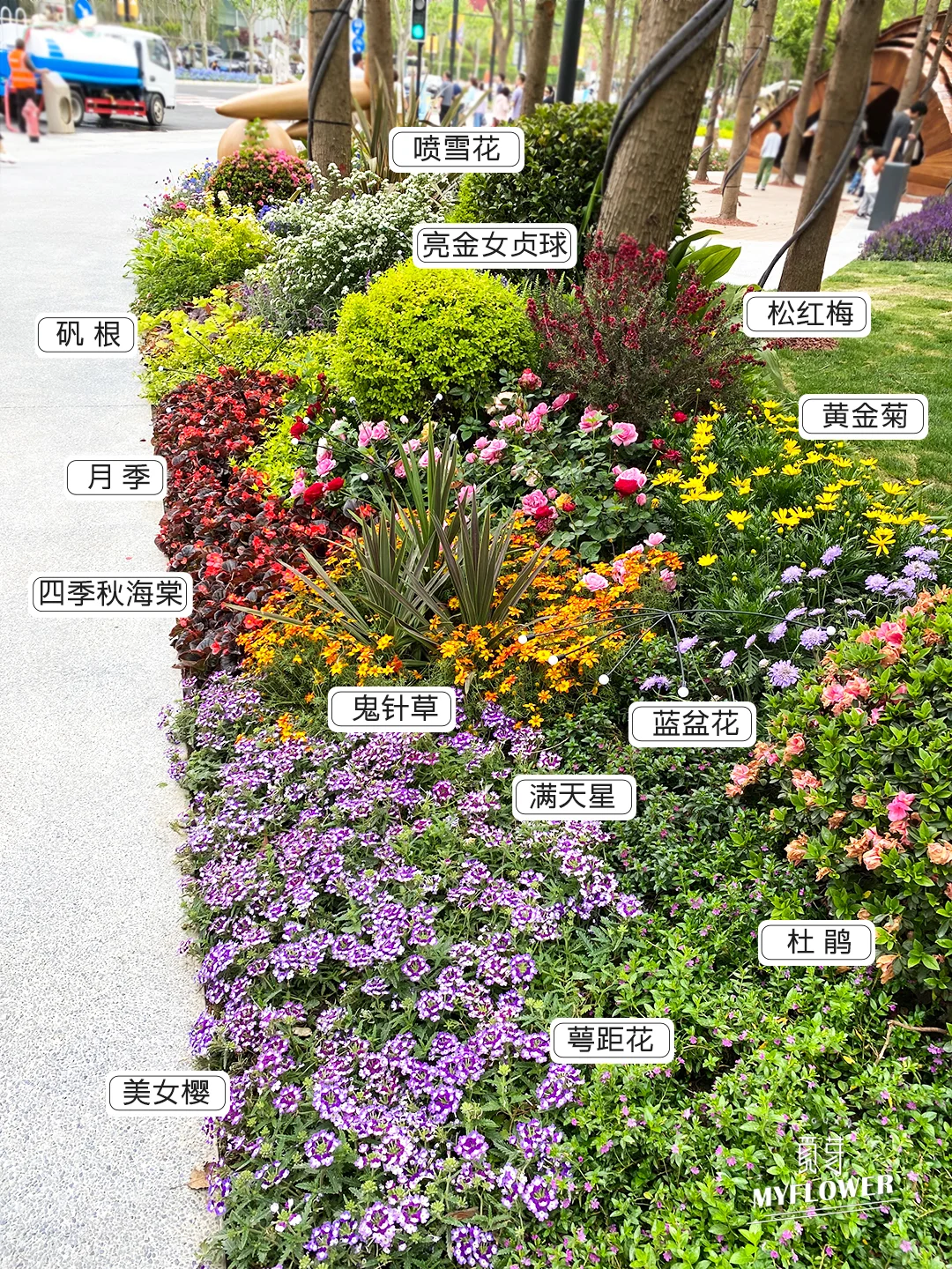 超美魔都街头！上海路边花境绿化植物大赏